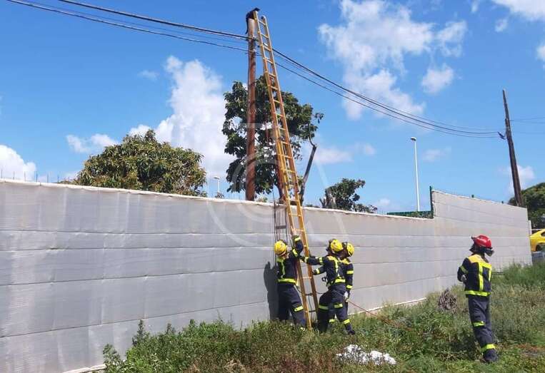 El gato encaramado en lo alto de un poste del tendido eléctrico, de donde fue rescatado por los bomberos/TA.